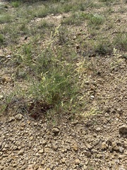 Persicaria angustifolia