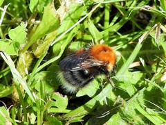 Bombus hypnorum
