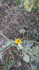 Sonchus oleraceus