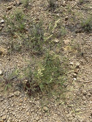 Persicaria angustifolia