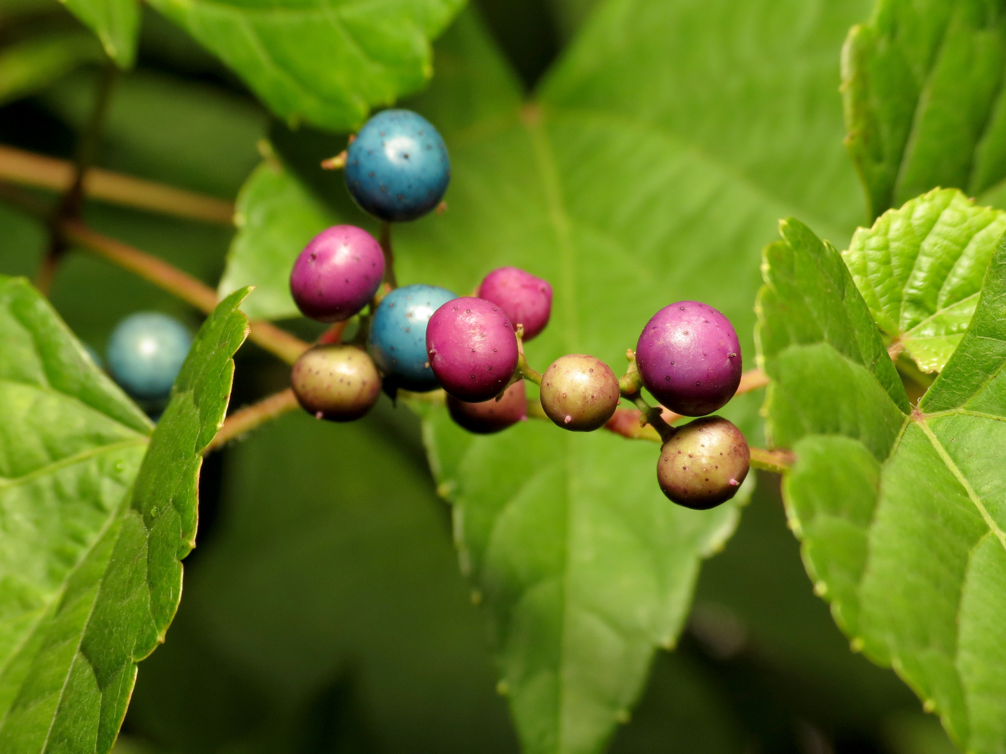 Vitaceae