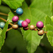 Vitaceae - Photo (c) Katja Schulz,  זכויות יוצרים חלקיות (CC BY), הועלה על ידי Katja Schulz