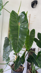 Philodendron burle-marxii