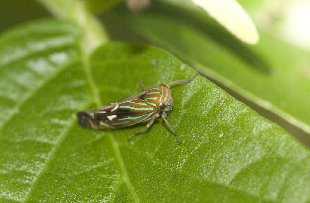 Calliscarta fasciata