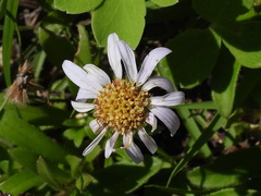 Aster asa-grayi