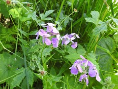Hesperis matronalis