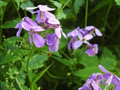 Hesperis matronalis