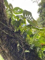 Monstera siltepecana