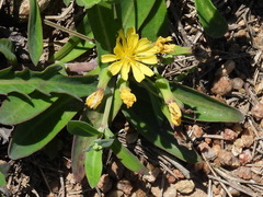 Crepidiastrum lanceolatum