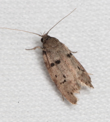 Scatochresis