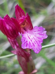 Anacamptis papilionacea grandiflora