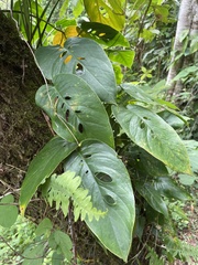 Monstera siltepecana