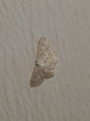 Idaea obfusaria