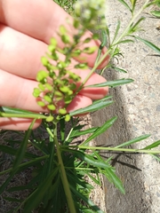 Lepidium densiflorum