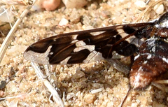 Exoprosopa caliptera