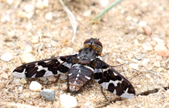 Exoprosopa caliptera