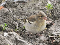 Fringilla coelebs