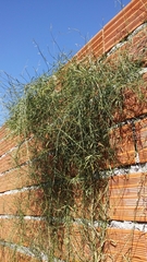 Funastrum gracile