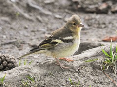 Fringilla coelebs
