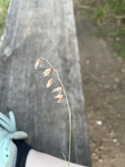 Melica nutans