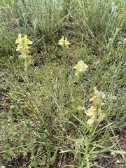 Linaria buriatica