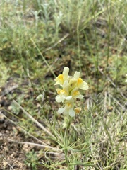 Linaria buriatica