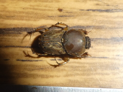 Euoniticellus fulvus