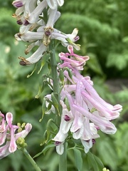 Corydalis caseana