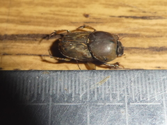 Euoniticellus fulvus