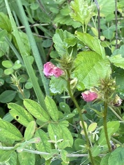 Tephrosia onobrychoides