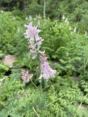 Corydalis caseana
