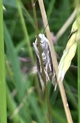 Chrysoteuchia