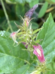 Tephrosia onobrychoides