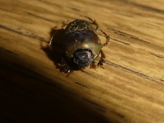 Euoniticellus fulvus