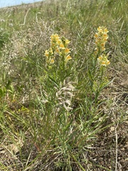 Linaria melampyroides