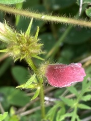 Tephrosia onobrychoides