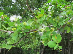 Pithecellobium winzerlingii