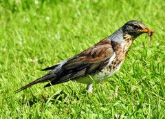Turdus pilaris