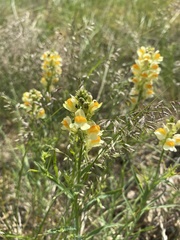 Linaria melampyroides