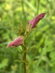 Tephrosia onobrychoides