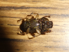 Euoniticellus fulvus