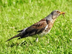 Turdus pilaris