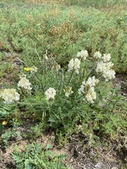 Oxytropis oxyphylla