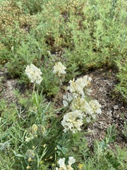 Oxytropis oxyphylla