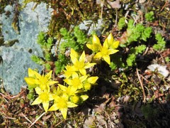 Sedum acre
