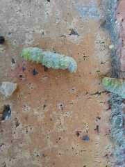 Eumeninae