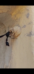 Eumeninae