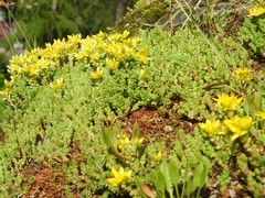 Sedum acre