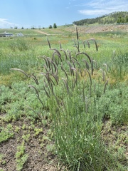 Hordeum brevisubulatum