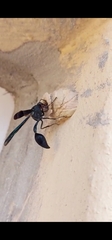 Eumeninae
